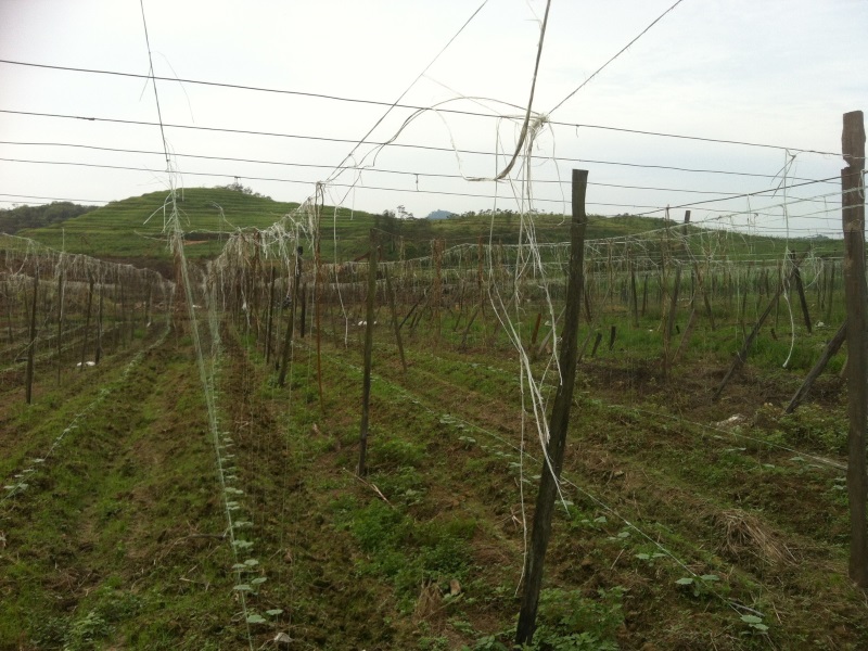 Young Cucumber Farm